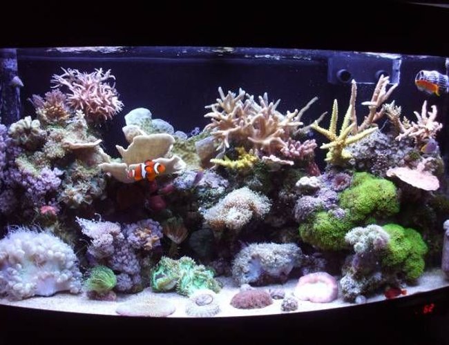 47 gallons reef tank (mostly live coral and fish) - 180 litre mixed reef 47 gallons reef tank (mostly live coral and fish) - 180 litre mixed reef