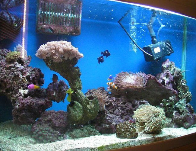 46 gallons reef tank (mostly live coral and fish) - Here is my tank now i've added a bit more too it. 46 gallons reef tank (mostly live coral and fish) - Here is my tank now i've added a bit more too it.