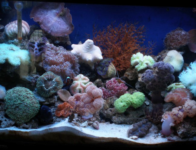 50 gallons reef tank (mostly live coral and fish) - my reef tank 50 gallons reef tank (mostly live coral and fish) - my reef tank
