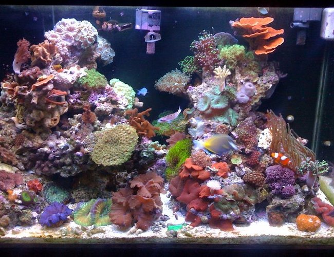 65 gallons reef tank (mostly live coral and fish) - July 2010 65 gallons reef tank (mostly live coral and fish) - July 2010