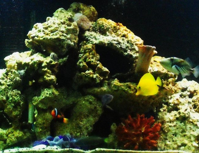 264 gallons reef tank (mostly live coral and fish) - My first saltwater tank, less than 8 weeks old. 135g 6 foot long. 3 500gph hang on power filters, 1 powerhead, 1 protien skimmer, 1 300w heater, 1 coral sun light (blue spectrum) and 4 ultra sun (daylight)T8 bulbs. I have 150 pounds of turkani and figi live rock,Corals: 2 white bubble coral and 1 leather toadstool. Anemone: 2 condylactis anemone, 1 pink haitian and one long tenticle anemone.Starfish: 1 chocolate chip and 1 green brittlestarfish. Fish:1 Humu humu trigger, 2 niger trigger(only keeping one), 1 Coral hogfish, 1 yellow tang, 1 tomato clown, 1 maroon clown, 1 lunare wrasse, 1 blue head wrasse, 1 green un ID'd wrasse. 10 percent water change weekly, 30 percent w/c monthly plus topping off evaporation. Water testing done weekly. Ammonia 0 ppm, nitrite 0 ppm, nitrate 10 ppm or less. Salinity and KH adjusted as needed for evaporation. 264 gallons reef tank (mostly live coral and fish) - My first saltwater tank, less than 8 weeks old. 135g 6 foot long. 3 500gph hang on power filters, 1 powerhead, 1 protien skimmer, 1 300w heater, 1 coral sun light (blue spectrum) and 4 ultra sun (daylight)T8 bulbs. I have 150 pounds of turkani and figi live rock,Corals: 2 white bubble coral and 1 leather toadstool. Anemone: 2 condylactis anemone, 1 pink haitian and one long tenticle anemone.Starfish: 1 chocolate chip and 1 green brittlestarfish. Fish:1 Humu humu trigger, 2 niger trigger(only keeping one), 1 Coral hogfish, 1 yellow tang, 1 tomato clown, 1 maroon clown, 1 lunare wrasse, 1 blue head wrasse, 1 green un ID'd wrasse. 10 percent water change weekly, 30 percent w/c monthly plus topping off evaporation. Water testing done weekly. Ammonia 0 ppm, nitrite 0 ppm, nitrate 10 ppm or less. Salinity and KH adjusted as needed for evaporation.