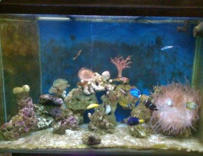 115 gallons reef tank (mostly live coral and fish) - my tank 115 gallons reef tank (mostly live coral and fish) - my tank
