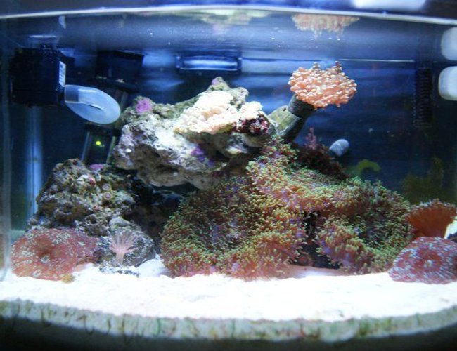 3 gallons reef tank (mostly live coral and fish) - 3g picotope 3 gallons reef tank (mostly live coral and fish) - 3g picotope