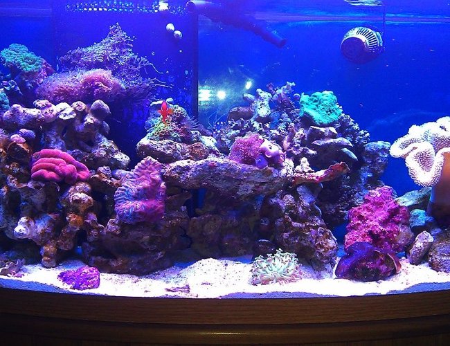 72 gallons reef tank (mostly live coral and fish) - Reef Tank 72 gallons reef tank (mostly live coral and fish) - Reef Tank