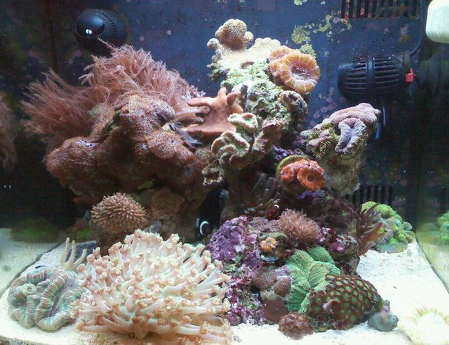 14 gallons reef tank (mostly live coral and fish) - 14 gallon bio cube tank 14 gallons reef tank (mostly live coral and fish) - 14 gallon bio cube tank