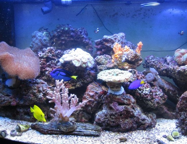 47 gallons reef tank (mostly live coral and fish) - Jan-11 (5months old) 47 gallons reef tank (mostly live coral and fish) - Jan-11 (5months old)