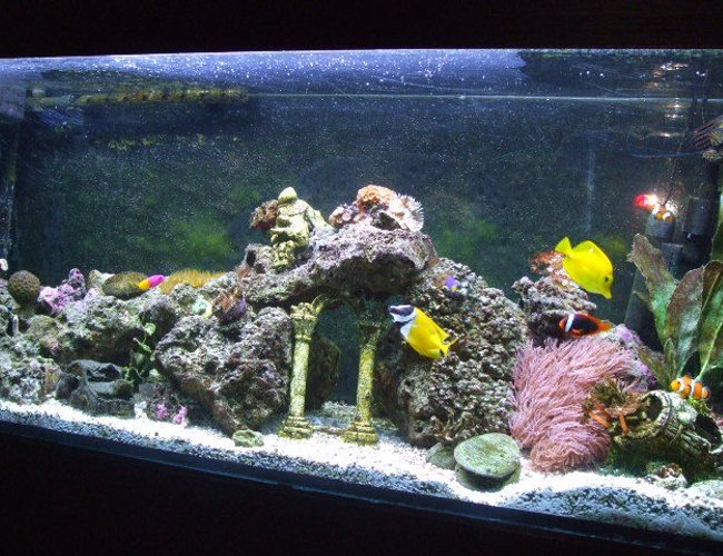 65 gallons reef tank (mostly live coral and fish) - My 65g Saltwater Tank 65 gallons reef tank (mostly live coral and fish) - My 65g Saltwater Tank