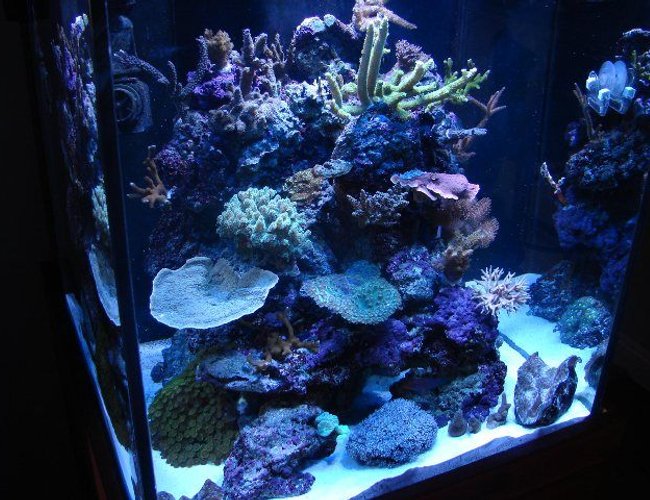 60 gallons reef tank (mostly live coral and fish) - My 60 Gallon cube with SPS, LPS, Softies, and Clams. 60 gallons reef tank (mostly live coral and fish) - My 60 Gallon cube with SPS, LPS, Softies, and Clams.