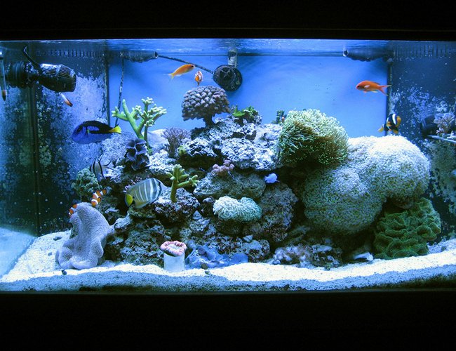 120 gallons reef tank (mostly live coral and fish) - My reef as of March 2011 120 gallons reef tank (mostly live coral and fish) - My reef as of March 2011