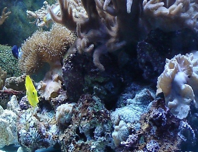 50 gallons reef tank (mostly live coral and fish) - my tank 50 gallons reef tank (mostly live coral and fish) - my tank