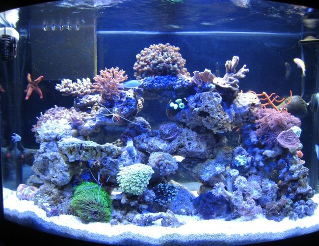 10 gallons reef tank (mostly live coral and fish) - 36 G 10 gallons reef tank (mostly live coral and fish) - 36 G