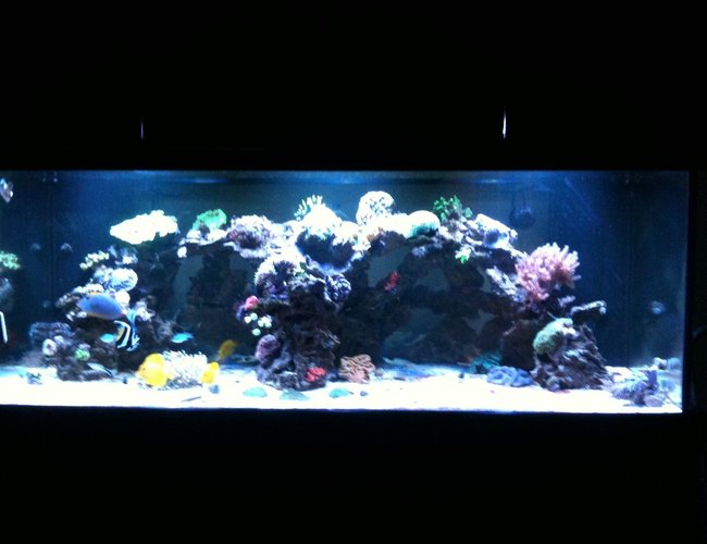 300 gallons reef tank (mostly live coral and fish) - Hamlin Family Reef Tank 300 gallons reef tank (mostly live coral and fish) - Hamlin Family Reef Tank
