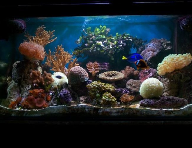 120 gallons reef tank (mostly live coral and fish) - My Reef Tank With new coral Frog spawn 120 gallons reef tank (mostly live coral and fish) - My Reef Tank With new coral Frog spawn