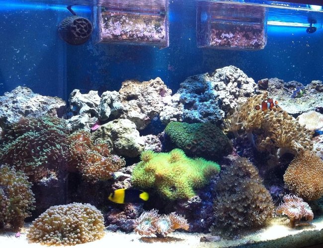 60 gallons reef tank (mostly live coral and fish) - Juwel vision 180 60 gallons reef tank (mostly live coral and fish) - Juwel vision 180