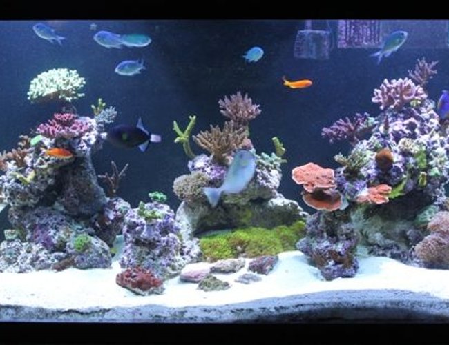 120 gallons reef tank (mostly live coral and fish) - 120g mostly sps tank. 120 gallons reef tank (mostly live coral and fish) - 120g mostly sps tank.