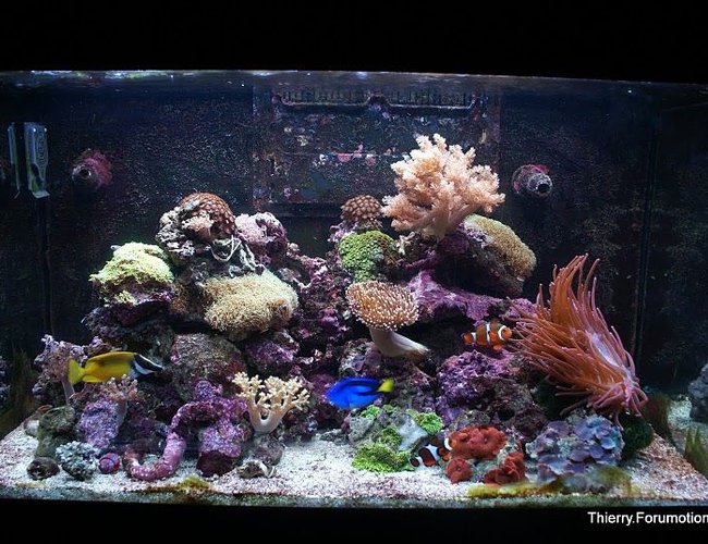 66 gallons reef tank (mostly live coral and fish) - My Red Sea Max 250 in August 66 gallons reef tank (mostly live coral and fish) - My Red Sea Max 250 in August
