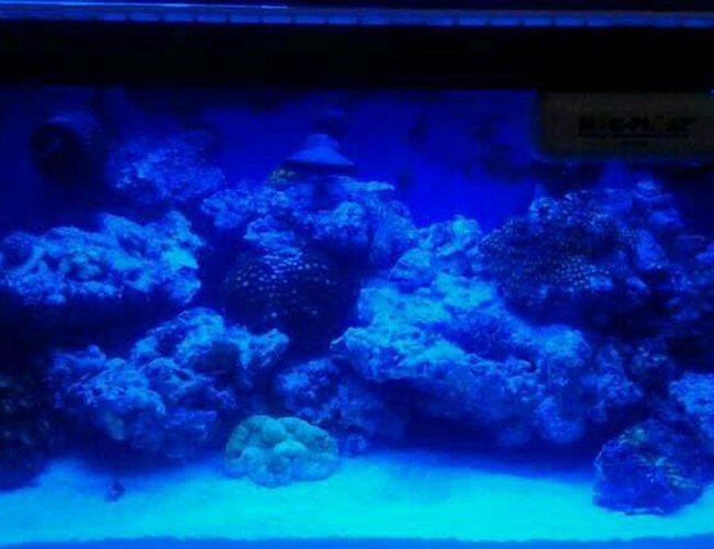 210 gallons reef tank (mostly live coral and fish) - My reef nano 210 gallons reef tank (mostly live coral and fish) - My reef nano