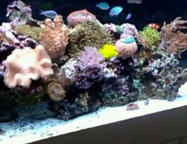 125 gallons reef tank (mostly live coral and fish) - 125 G. minimalist layout.
Skimmer-less Reef Tank 125 gallons reef tank (mostly live coral and fish) - 125 G. minimalist layout.
Skimmer-less Reef Tank