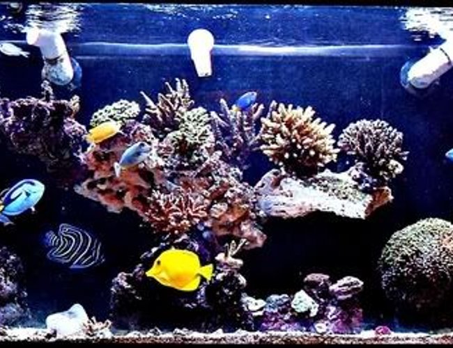 125 gallons reef tank (mostly live coral and fish) - ~125 Gallon SPS Dominant Predator Reef ~ 125 gallons reef tank (mostly live coral and fish) - ~125 Gallon SPS Dominant Predator Reef ~