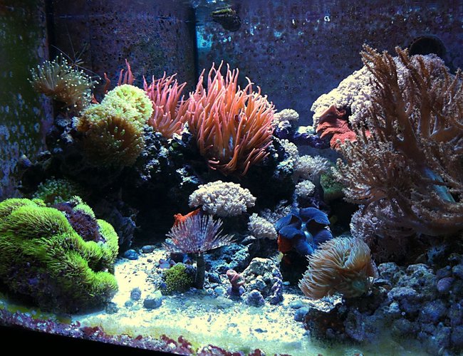 70 gallons reef tank (mostly live coral and fish) - 70g CUBE 70 gallons reef tank (mostly live coral and fish) - 70g CUBE