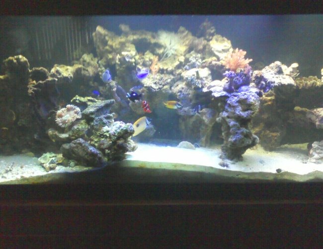125 gallons reef tank (mostly live coral and fish) - everybody hanging out 125 gallons reef tank (mostly live coral and fish) - everybody hanging out