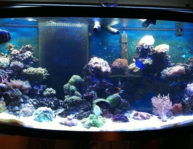 72 gallons reef tank (mostly live coral and fish) - my reef tank been runnin 8 months 72 gallons reef tank (mostly live coral and fish) - my reef tank been runnin 8 months