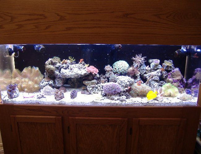 100 gallons reef tank (mostly live coral and fish) - 100g mixed reef 100 gallons reef tank (mostly live coral and fish) - 100g mixed reef