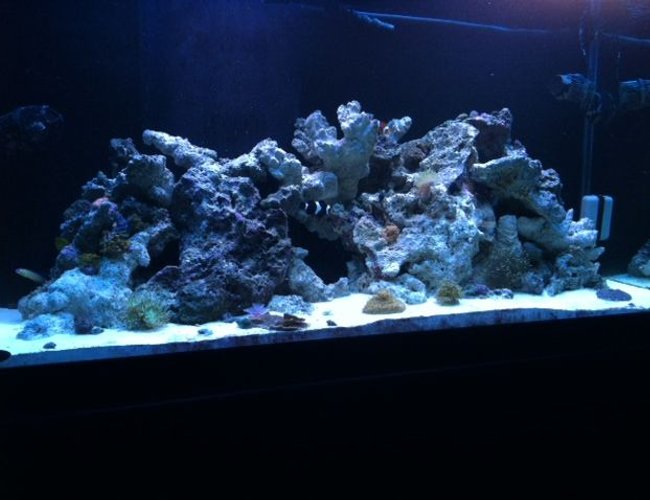 90 gallons reef tank (mostly live coral and fish) - Nothing like the ocean in your living room 90 gallons reef tank (mostly live coral and fish) - Nothing like the ocean in your living room