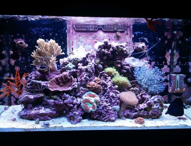 66 gallons reef tank (mostly live coral and fish) - My Paradise 2 66 gallons reef tank (mostly live coral and fish) - My Paradise 2