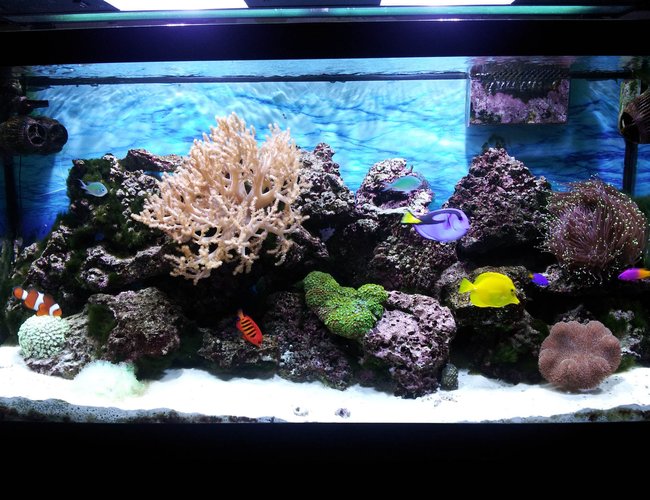 90 gallons reef tank (mostly live coral and fish) - Under the sea, in the living room. 90 gallons reef tank (mostly live coral and fish) - Under the sea, in the living room.