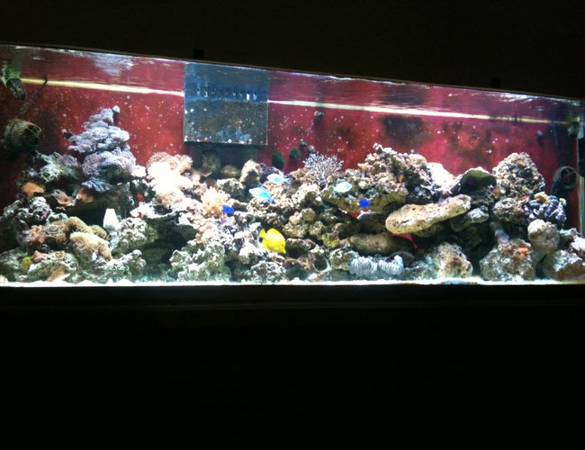 125 gallons reef tank (mostly live coral and fish) - my 125 at 6 months 125 gallons reef tank (mostly live coral and fish) - my 125 at 6 months
