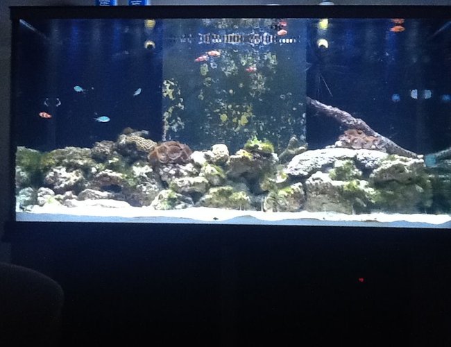 90 gallons reef tank (mostly live coral and fish) - Starting up my reef tank. Its only been running for a month or so. 90 gallons reef tank (mostly live coral and fish) - Starting up my reef tank. Its only been running for a month or so.
