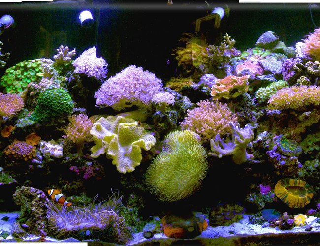 140 gallons reef tank (mostly live coral and fish) - my new old tank after the house got hit by lightening and the lights didnt work for 2 weeks when we were
out of town(of course) and all the fish were electrocuted :-( the large corals survived 140 gallons reef tank (mostly live coral and fish) - my new old tank after the house got hit by lightening and the lights didnt work for 2 weeks when we were
out of town(of course) and all the fish were electrocuted :-( the large corals survived