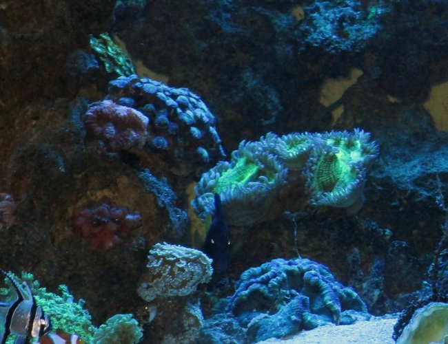 93 gallons reef tank (mostly live coral and fish) - 93 gallon cube. Metal Halides, sump filtration. Many leathers, brains, zoos, etc. Copperband, snowflake eel, purple tang, clownfish, wrasse, cardinal, flame angel, peppermint shrimp 93 gallons reef tank (mostly live coral and fish) - 93 gallon cube. Metal Halides, sump filtration. Many leathers, brains, zoos, etc. Copperband, snowflake eel, purple tang, clownfish, wrasse, cardinal, flame angel, peppermint shrimp