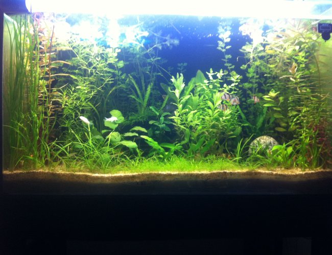 100 gallons reef tank (mostly live coral and fish) 100 gallons reef tank (mostly live coral and fish)