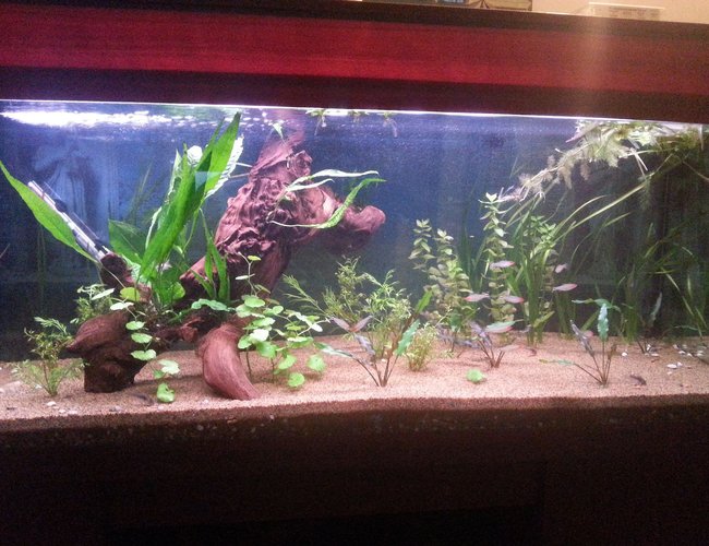 50 gallons reef tank (mostly live coral and fish) - my tank 50 gallons reef tank (mostly live coral and fish) - my tank