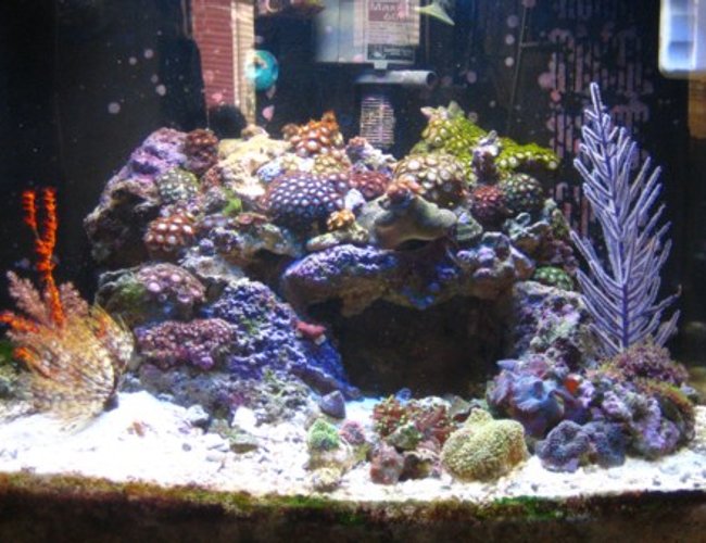 24 gallons reef tank (mostly live coral and fish) - zoanthid heaven 24 gallons reef tank (mostly live coral and fish) - zoanthid heaven