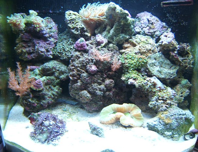 12 gallons reef tank (mostly live coral and fish) - 12g nano 12 gallons reef tank (mostly live coral and fish) - 12g nano