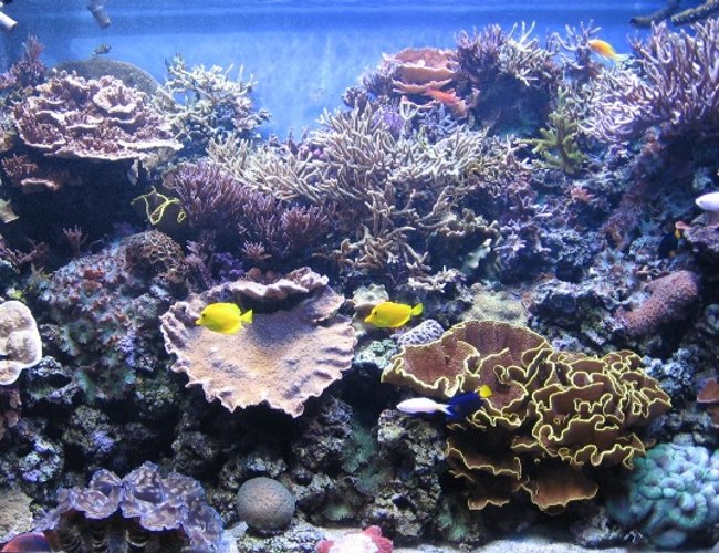 540 gallons reef tank (mostly live coral and fish) - it's hard to take pics with no glare, even harder to take them when all the fish are out! (and even still only 1/2 the fish are pictured.) the tan k is 4ft front to back; it's real hard to capture that perspective from a dead-on front angle 540 gallons reef tank (mostly live coral and fish) - it's hard to take pics with no glare, even harder to take them when all the fish are out! (and even still only 1/2 the fish are pictured.) the tan k is 4ft front to back; it's real hard to capture that perspective from a dead-on front angle