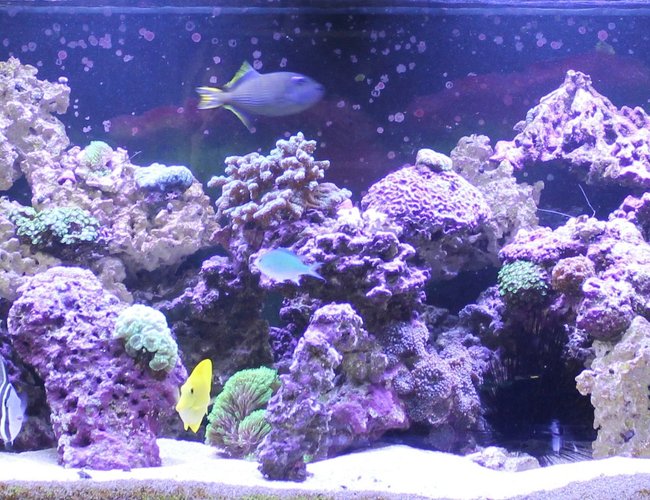 240 gallons reef tank (mostly live coral and fish) - 240 gallon reef tank 240 gallons reef tank (mostly live coral and fish) - 240 gallon reef tank