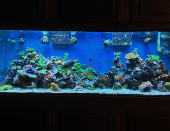 300 gallons reef tank (mostly live coral and fish) - 300 gal mix reef 300 gallons reef tank (mostly live coral and fish) - 300 gal mix reef