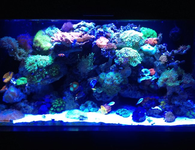 90 gallons reef tank (mostly live coral and fish) - Old shot let me know what you think, ill try and get a new one today, Mind you this was taken with an Iphone so quality is no the best 90 gallons reef tank (mostly live coral and fish) - Old shot let me know what you think, ill try and get a new one today, Mind you this was taken with an Iphone so quality is no the best