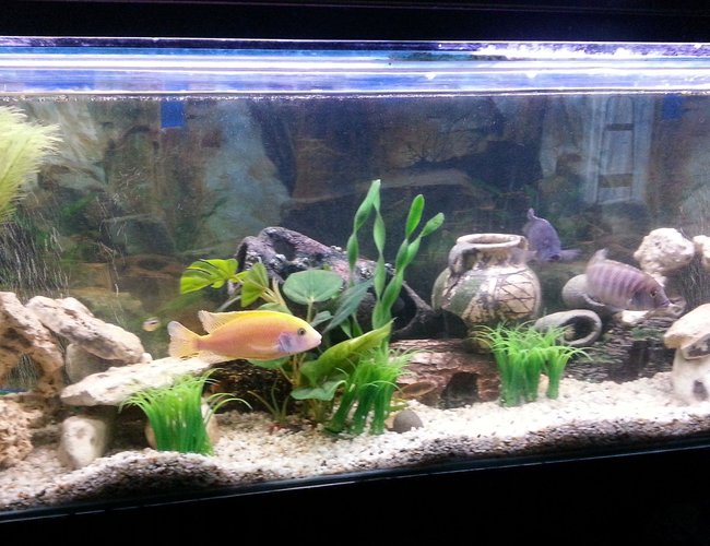 44 gallons reef tank (mostly live coral and fish) - African Cichlid Mbuna Tank
4ft - 45 Gallon (168 Litres) 44 gallons reef tank (mostly live coral and fish) - African Cichlid Mbuna Tank
4ft - 45 Gallon (168 Litres)