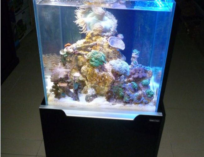 20 gallons reef tank (mostly live coral and fish) - A snapshot of our baby reef at the lfs I work at. Adding it now, so I can add an update later..... and show where it all started! 20 gallons reef tank (mostly live coral and fish) - A snapshot of our baby reef at the lfs I work at. Adding it now, so I can add an update later..... and show where it all started!