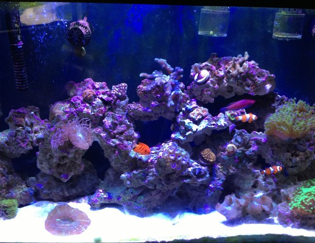 45 gallons reef tank (mostly live coral and fish) - Tank 45 gallons reef tank (mostly live coral and fish) - Tank