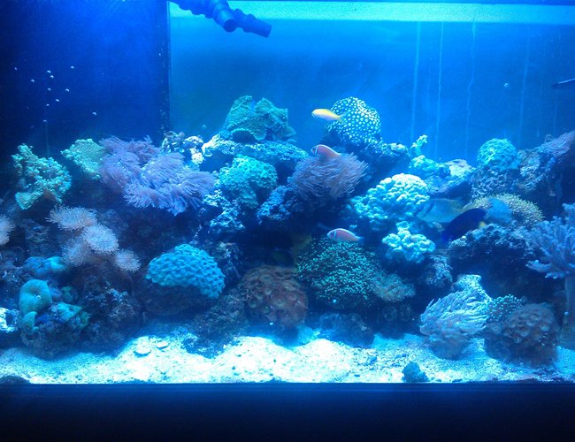 90 gallons reef tank (mostly live coral and fish) - Full frontal picture. 90 gallons reef tank (mostly live coral and fish) - Full frontal picture.
