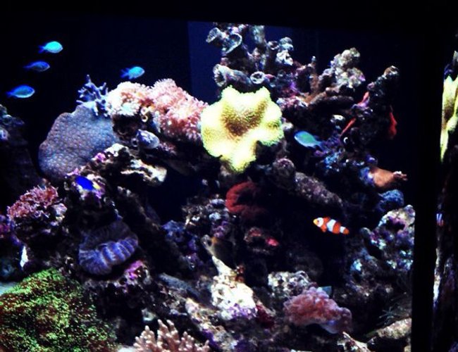 100 gallons reef tank (mostly live coral and fish) - My over budgeted reef tank. 100 gallons reef tank (mostly live coral and fish) - My over budgeted reef tank.