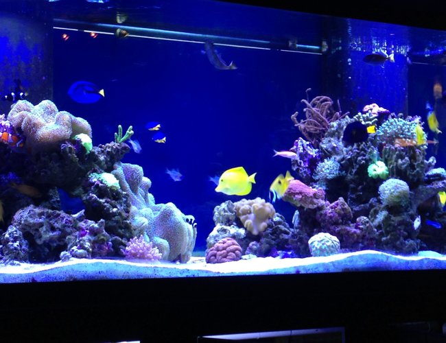 210 gallons reef tank (mostly live coral and fish) - 210 gallon display, 70 gallon sump, led lights 210 gallons reef tank (mostly live coral and fish) - 210 gallon display, 70 gallon sump, led lights
