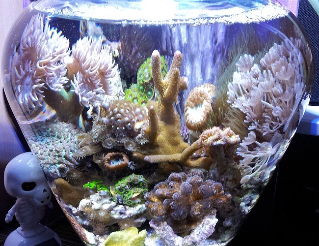 2 gallons reef tank (mostly live coral and fish) - My 1.5 gal. Vase Reef Bowl. 2 gallons reef tank (mostly live coral and fish) - My 1.5 gal. Vase Reef Bowl.