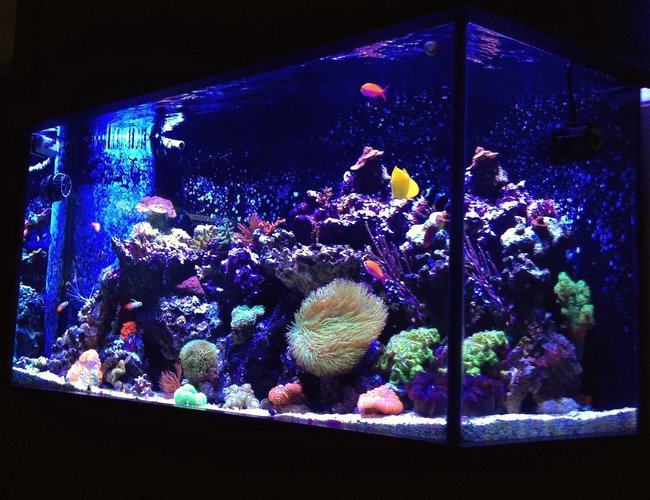 90 gallons reef tank (mostly live coral and fish) - 90 Gallon Mixed Reef 90 gallons reef tank (mostly live coral and fish) - 90 Gallon Mixed Reef